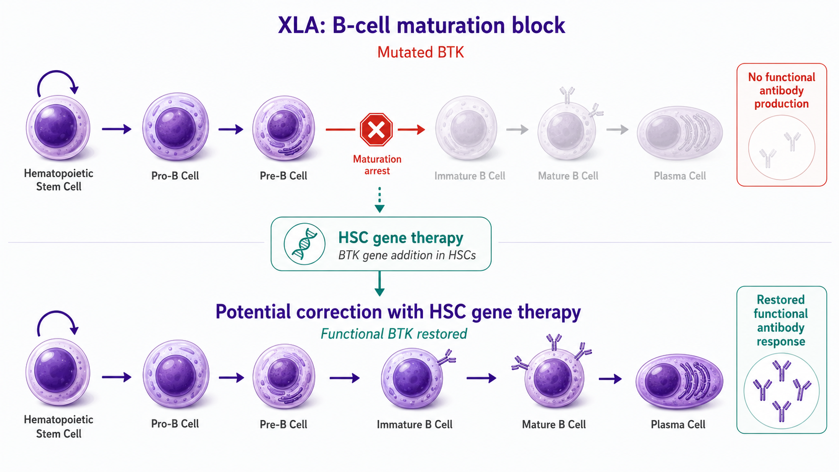 XLA Gene Therapy Horizontal Process