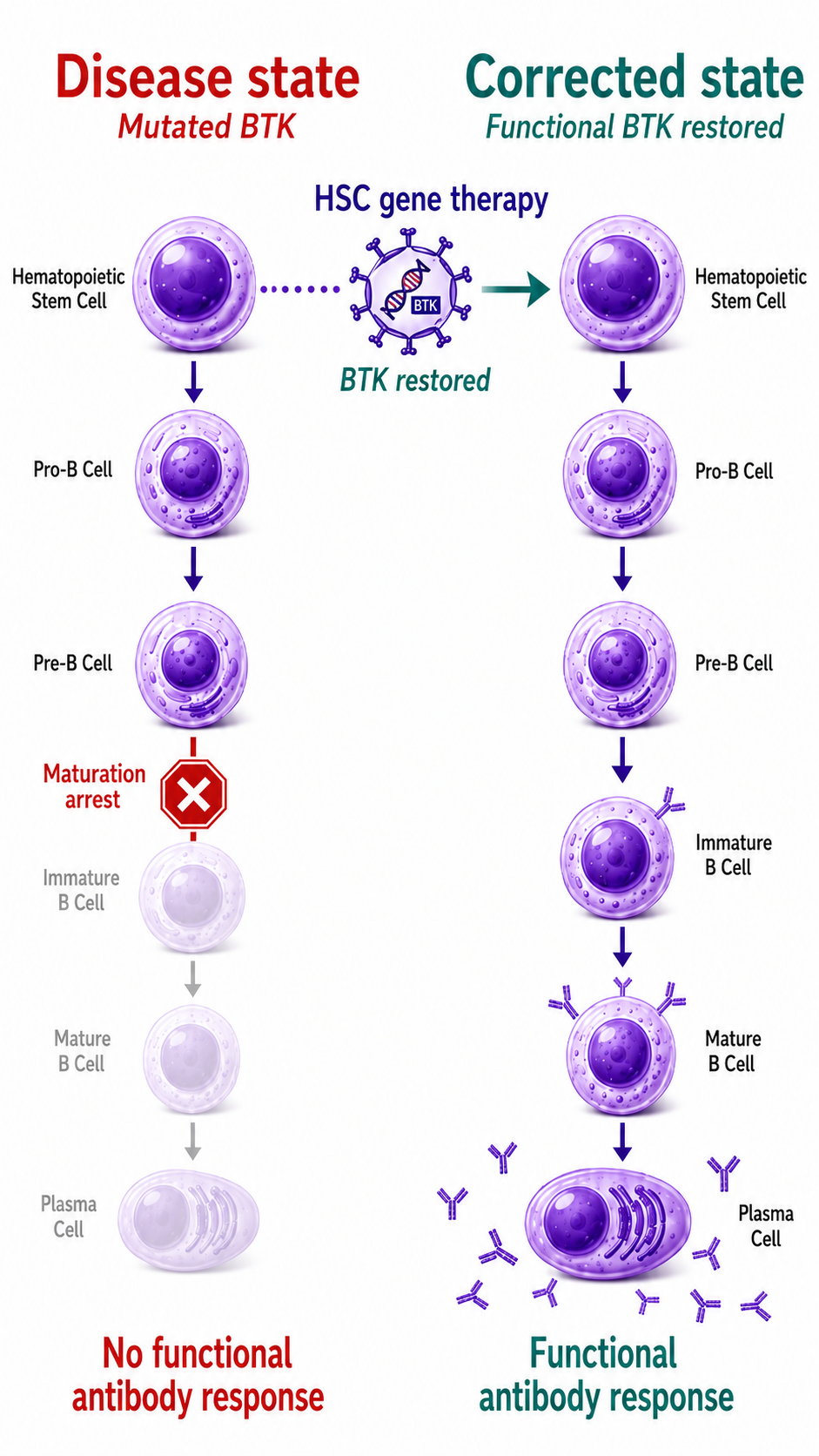 XLA Gene Therapy Process Diagram